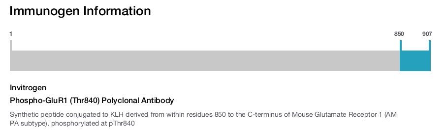 Phospho-GluR1 (Thr840) Polyclonal Antibody