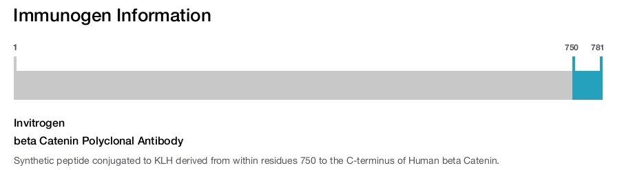 beta Catenin Polyclonal Antibody