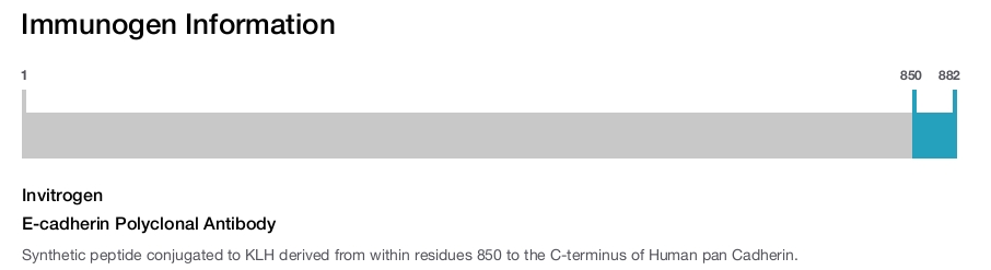 E-cadherin Polyclonal Antibody