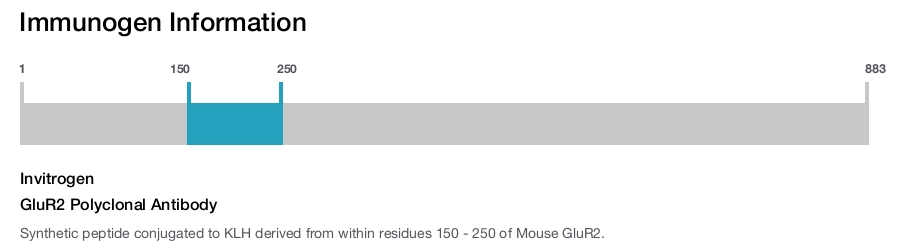 GluR2 Polyclonal Antibody