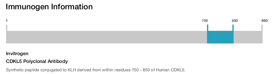 CDKL5 Polyclonal Antibody