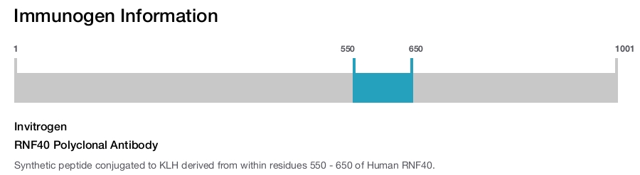RNF40 Polyclonal Antibody
