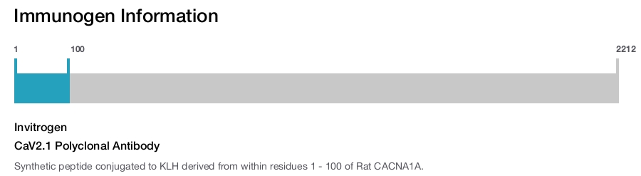 CaV2.1 Polyclonal Antibody