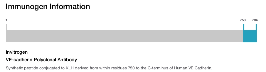 VE-cadherin Polyclonal Antibody