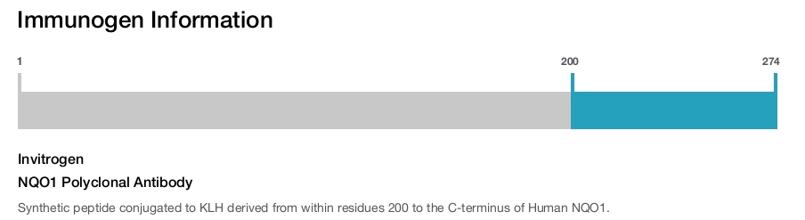 NQO1 Polyclonal Antibody