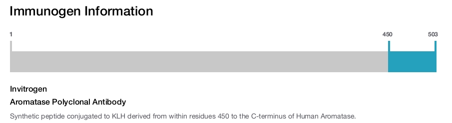 Aromatase Polyclonal Antibody