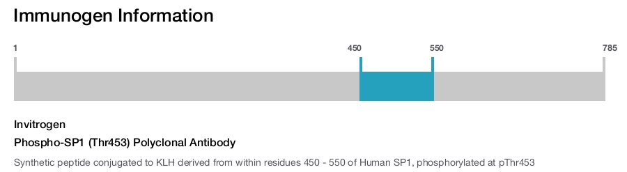 Phospho-SP1 (Thr453) Polyclonal Antibody