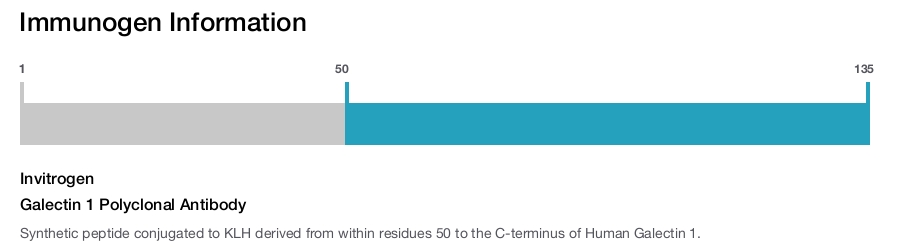 Galectin 1 Polyclonal Antibody