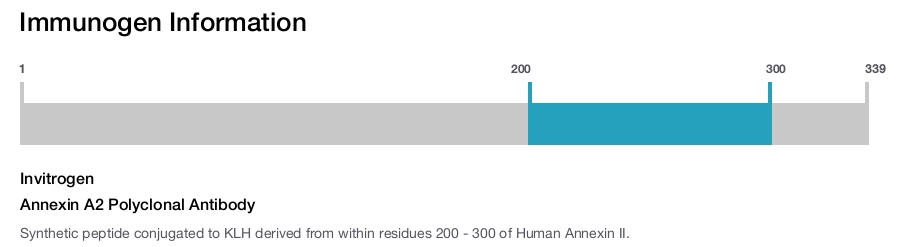 Annexin A2 Polyclonal Antibody