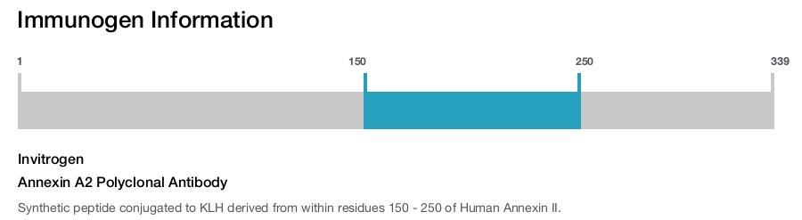 Annexin A2 Polyclonal Antibody