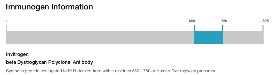 beta Dystroglycan Polyclonal Antibody