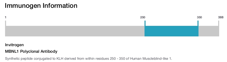 MBNL1 Polyclonal Antibody