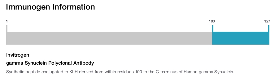 gamma Synuclein Polyclonal Antibody