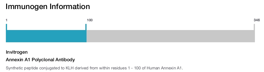 Annexin A1 Polyclonal Antibody