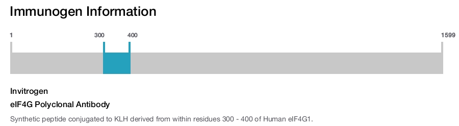 eIF4G Polyclonal Antibody
