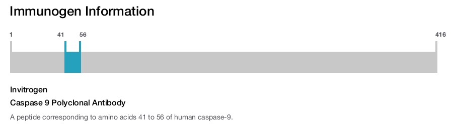 Caspase 9 Polyclonal Antibody