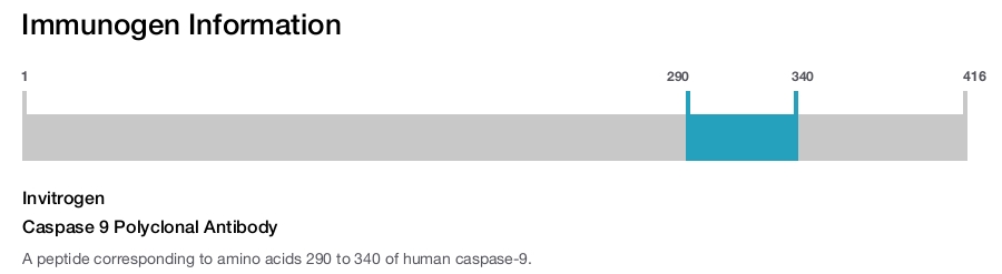 Caspase 9 Polyclonal Antibody