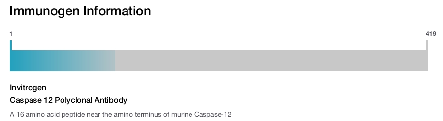 Caspase 12 Polyclonal Antibody
