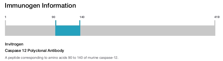 Caspase 12 Polyclonal Antibody