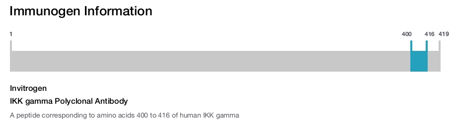 IKK gamma Polyclonal Antibody