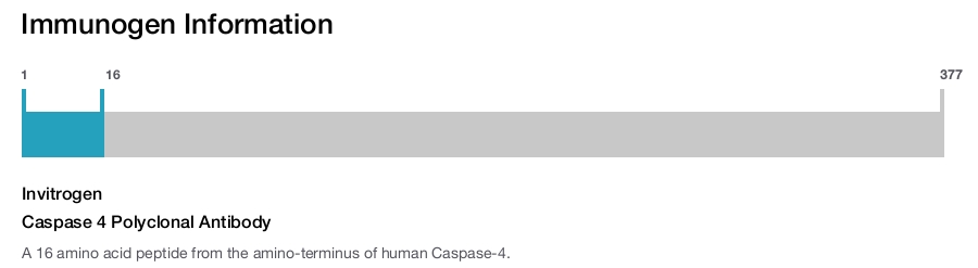 Caspase 4 Polyclonal Antibody