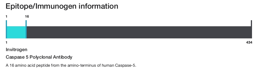 Caspase 5 Polyclonal Antibody