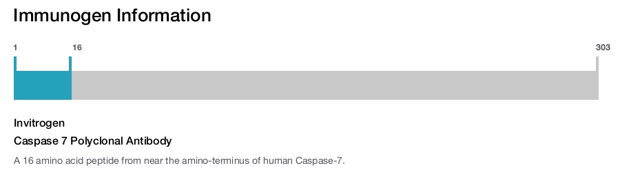 Caspase 7 Polyclonal Antibody