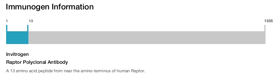 Raptor Polyclonal Antibody