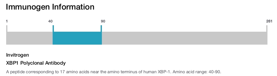 XBP1 Polyclonal Antibody