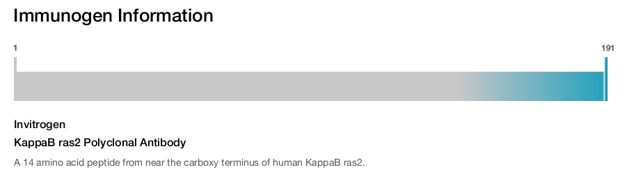 KappaB ras2 Polyclonal Antibody