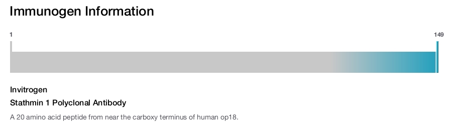 Stathmin 1 Polyclonal Antibody