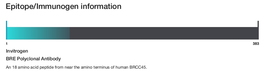 BRE Polyclonal Antibody