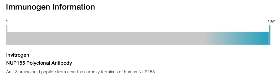 NUP155 Polyclonal Antibody