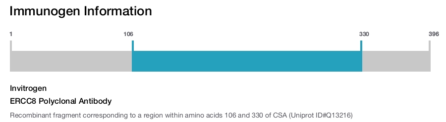 ERCC8 Polyclonal Antibody