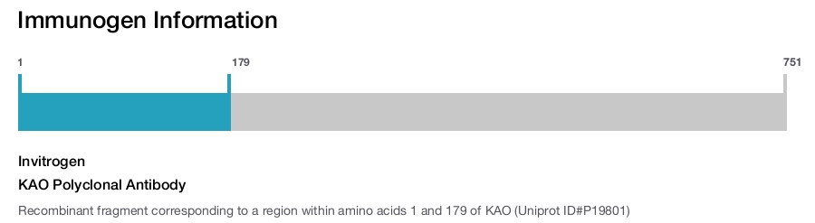 KAO Polyclonal Antibody