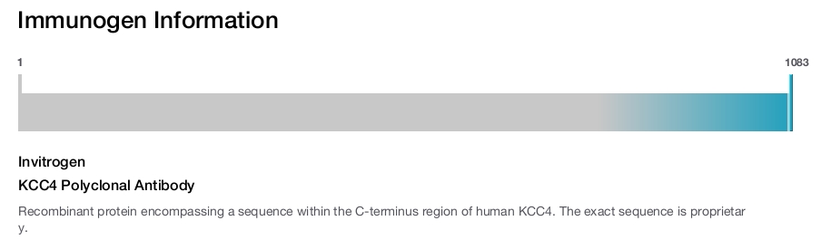KCC4 Polyclonal Antibody