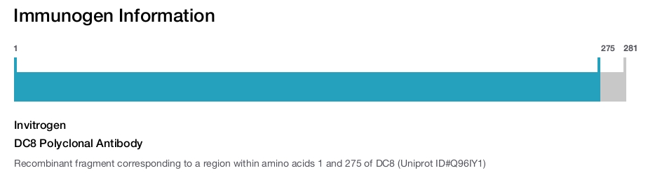DC8 Polyclonal Antibody