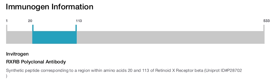 RXRB Polyclonal Antibody