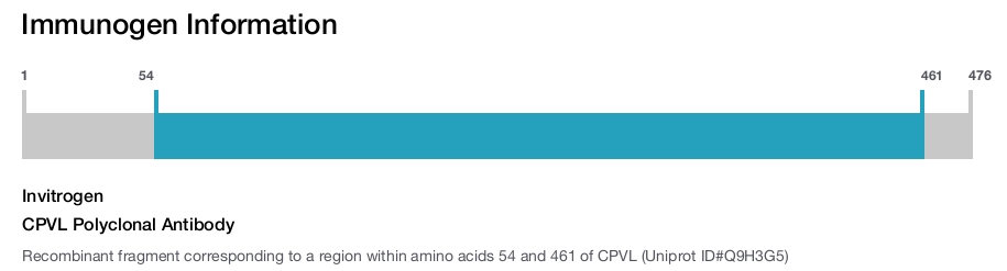 CPVL Polyclonal Antibody