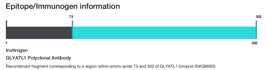 GLYATL1 Polyclonal Antibody
