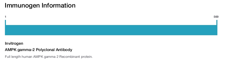 AMPK gamma-2 Polyclonal Antibody