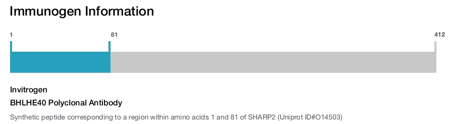 BHLHE40 Polyclonal Antibody