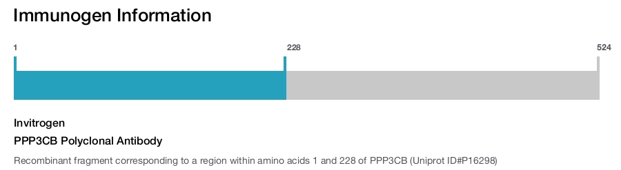 PPP3CB Polyclonal Antibody