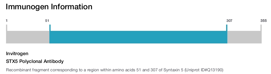 STX5 Polyclonal Antibody