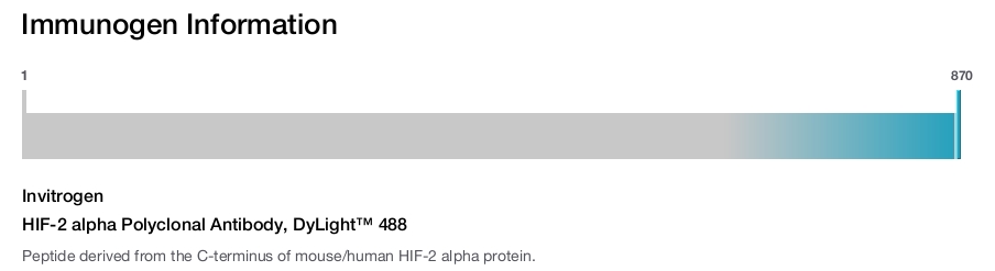 HIF-2 alpha Polyclonal Antibody, DyLight™ 488