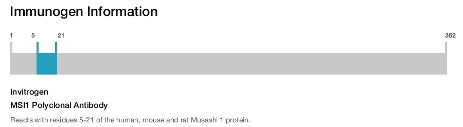 MSI1 Polyclonal Antibody