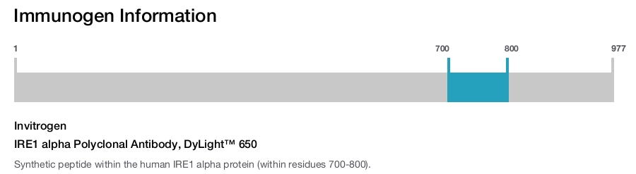 IRE1 alpha Polyclonal Antibody, DyLight&trade; 650
