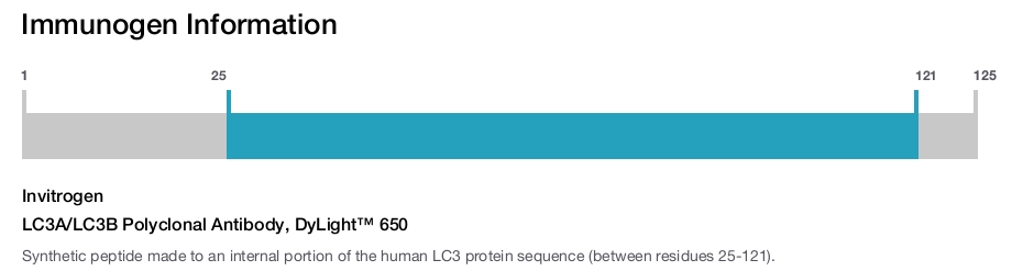 LC3A/LC3B Polyclonal Antibody, DyLight™ 650