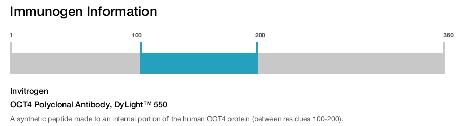 OCT4 Polyclonal Antibody, DyLight™ 550