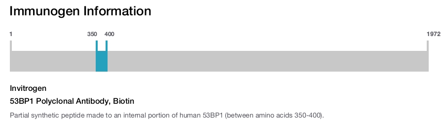 53BP1 Polyclonal Antibody, Biotin